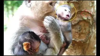 Lori cries loudly angry it's do not help it from Sasha, A newborn monkey Lori cries so hurt