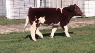 Carlson Tag 160 Steer