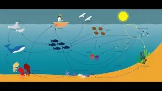 Ocean Acidification: The Call for Change by Yash Mehta