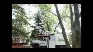 Meet Tree Care Companies Doylestown PA 215-672-7444 Tree Care Doylestown Pa 18901
