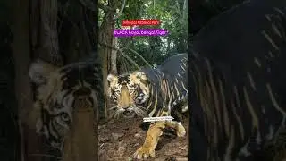 Black Royal Bengal Tiger ❤️ #Similipal #tiger