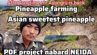 Asian sweetest pineapple farming TDF project under nabard NEIDA 