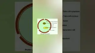 Structure of pollen grain| class 12 topic|