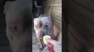 Dogs eat bananas