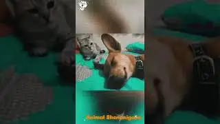 Fur-bulous friends and their hilarious antics 🐾🐶 #pets #animals #AnimalShenanigans