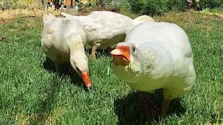 From Goslings to Geese #farmlife #homestead 