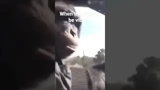 When the monke be vibing #shorts #memes