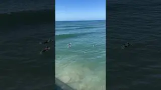 3 female surfers 🐶🐾🏄&zwj;♀️#surf #female #shorts