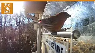 Bird Cam for Cats - Video for Cats - Urban Birds, 20210124
