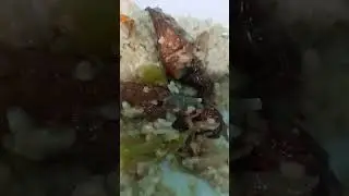 MAKAN SIANG (SAYUR IKAN ASAP PEDAS)#ENAK#