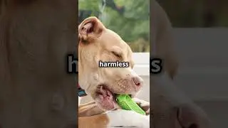 Why Dogs Love Squeaky Toys: The Disturbing Truth! 🐕🎾