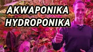 AKWAPONIKA HYDROPONIKA