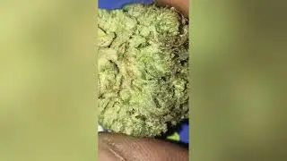 OZ Kush Strain Review (Smk Brk 420)