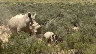 Safari im Aquila Private Game Reserve -South Africa -Afrikas Bic Vive-