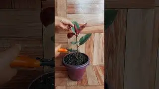 How to Make Rubber Plant Bushy . One Month Growth Update #pruning #rubberplant