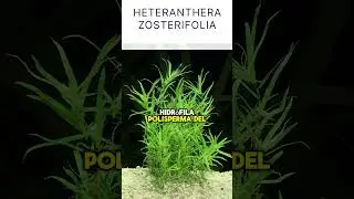 Heteranthera Zosterifolia | NAscapers ► #shorts