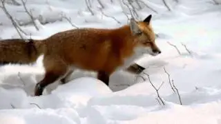 Red fox hunts for food in Algonquin Park