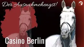 Casino Berlin 🤩 | Sosath's Ausnahmehengst im Portrait | ClipMyHorse.TV Zuchthighlights