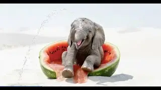 Adorable Baby Elephants Splashing In Watermelon. Funny shorts either go viral or flop spectacularly
