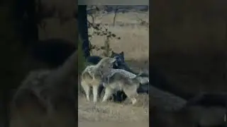 What is happening when Wolfs houls?