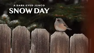 Canon 90D Slow Motion vs 4k Quality