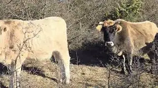 Organski, slobodni uzgoj buse, balkanskog kratkorogog goveceta...