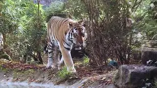 A 13 anni si è spento Amka, la tigre paziente del Parco Natura Viva