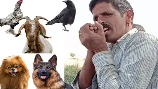 Animal Sound Man