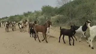 Goat meeting goat in the forest#meetinggoat#goatmeeting#tharforest#viralvideo #youtubevideo