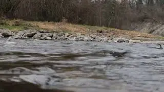 12 Hour Riverside Ambience - Soft Water Sounds for Sleep and Deep Relaxation