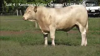 Lot 4 - CHAROLAIS - Kandanga Valley Unbiased U141E - Poll/Scur - Sells December 6th, 2025