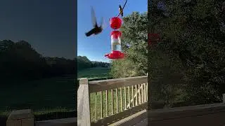 Sweat Bee 'Lie'