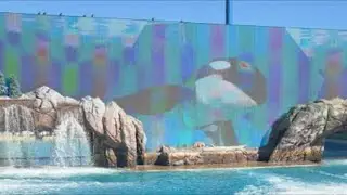 🐋🐳📍📌 ORCA SHOW LIVE AT SEAWORLD SAN DIEGO❣️