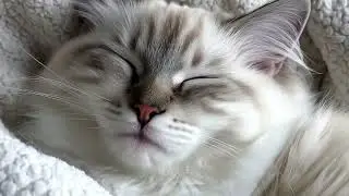 Soothing Music for Cats (Relax, Sleep, Purr) | Novus Studio #cat #catvideos #cats