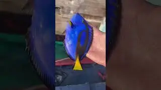 Questo pesce &egrave; reale? 🐟 #shortsvideo