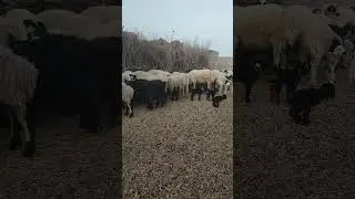 Sheep Grazing Peacefully 🐑 | Real Farm Sounds & Nature ASMR