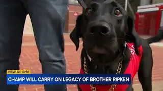 Durham Bulls bat dog Champ to carrying on brother's legacy