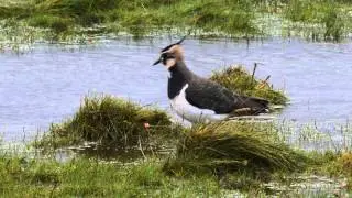 Lapwing   - Vanellus vanellus
