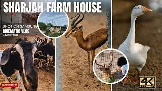 FARM HOUSE | SHARJAH | CINEMATIC VLOG | JOJIZE STORIES | 4kUltraHD