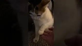 High-five!  #cat #4k #cutecat #treats #treat #pet #littletreats