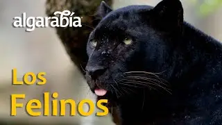 La gran familia de LOS FELINOS