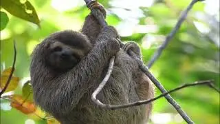 Sloth Watching Trail La Fortuna