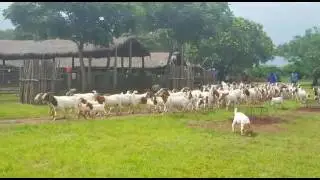 Goats at a farm in Zimbabwe
