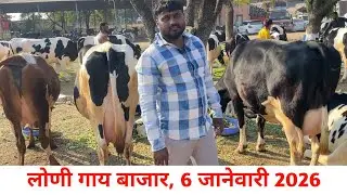 🛑Live लोणी गाय बाजार 6 जानेवारी 2026 | loni cow market | लोणी hf गाय बाजार आजचे चालू बाजारभाव |