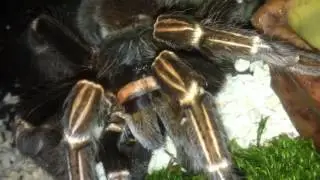 VOGELSPINNE ACONTHOSCURIA JURUENICOLA