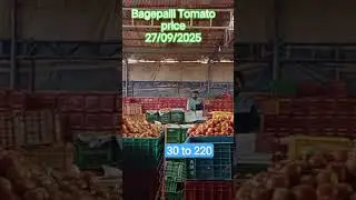 September 27, 2025 Bagepalli Tomato price #market #tomato #price
