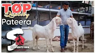 Top Quality Pateera Goat STAR GOATS FARM Mumbra Mumbai Asif STD 88798 09944