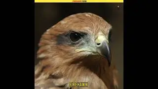 Firehawk🔥bird ... #unknownfacts#interestingfacts#india#trivia#alberteinstein#knowledge#funfacts#army