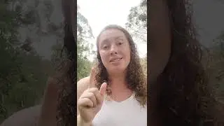 Veterinária orienta como proteger cães do medo de fogos na virada de ano