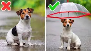 We Built a Tiny House for Pets! 🐾 Viral Pet Hacks & Smart Gadgets 2025